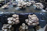 Lavorazione dei funghi pleurotus