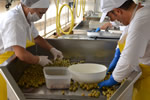 Lavorazione delle olive