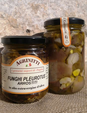 funghi Pleurotus